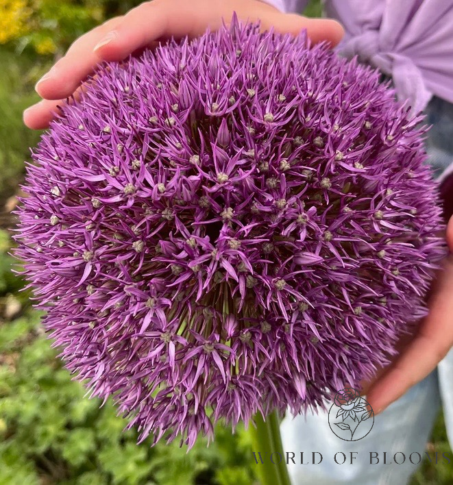 Giant 'Globemaster' Allium