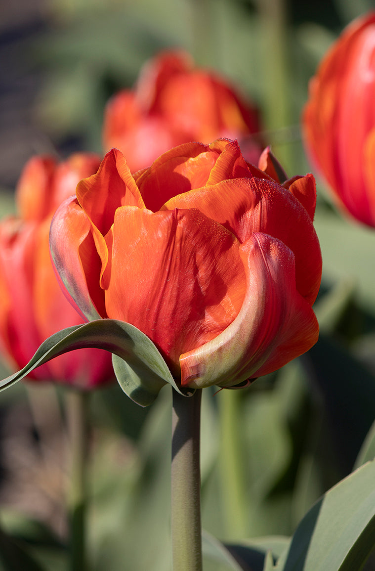 Tulip Double Late 'Icoon'