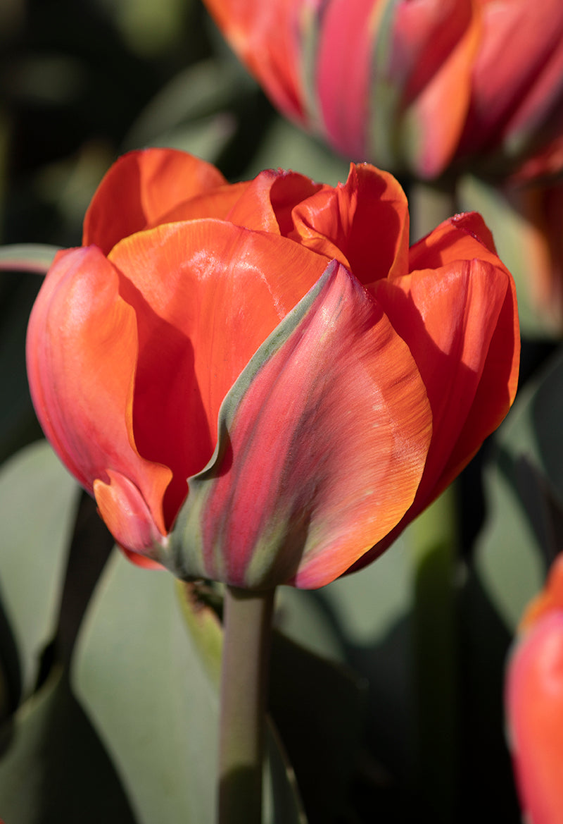 Tulip Double Late 'Icoon'