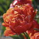 Tulip Double Late 'Icoon'