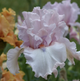 Bearded Iris 'Island Blush'