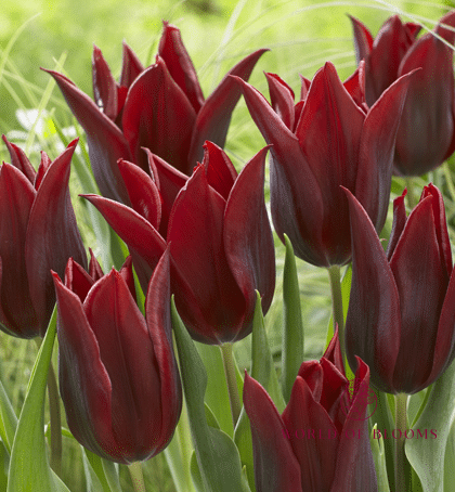 Tulip Lily Flowering 'Lasting Love'