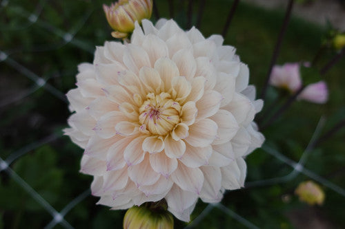 Dahlia Decorative 'Masterclass'