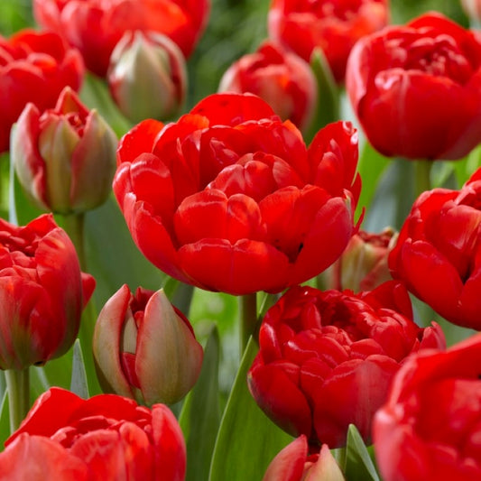 Tulip Double 'Miranda'