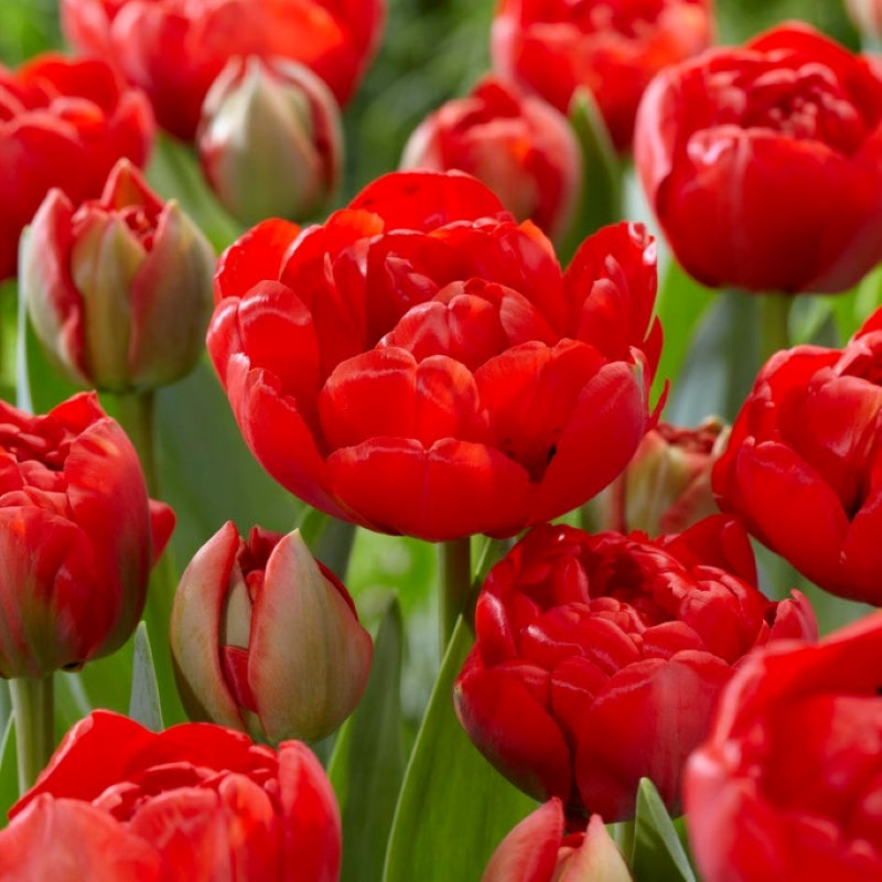Tulip Double 'Miranda'
