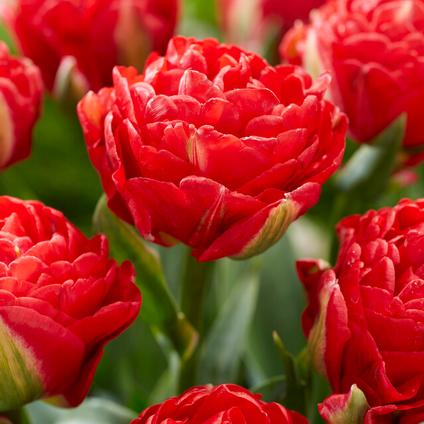 Tulip Double 'Miranda'