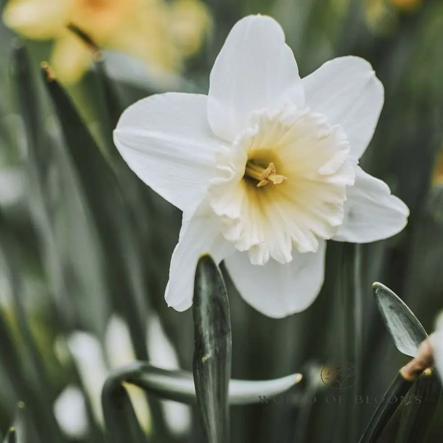 Narcissus Paperwhites ‘Ziva’