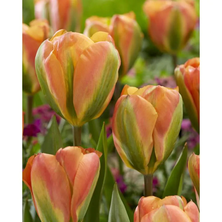 Tulip Double Late 'Orange Marmalade'