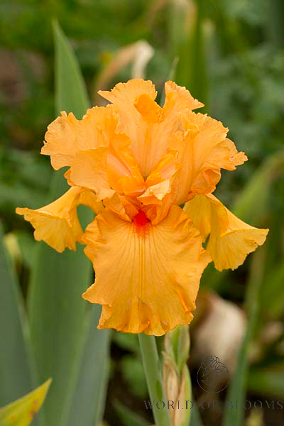 ‘Orange King’ Bearded Iris