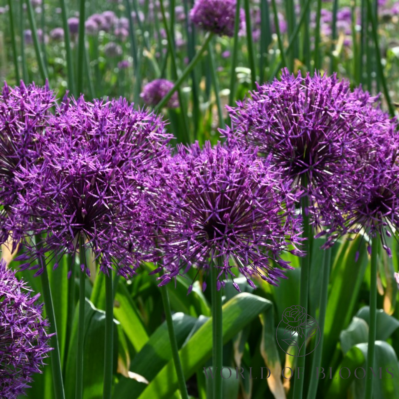 'Purple Rain' Allium