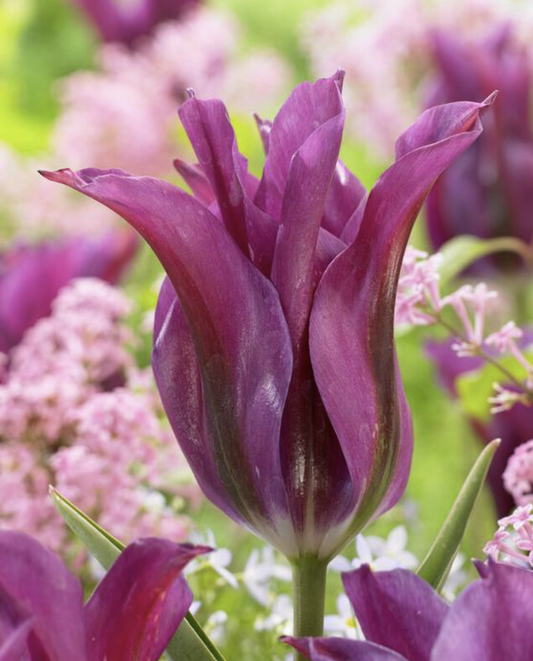Tulip Double Late 'Purple Doll'