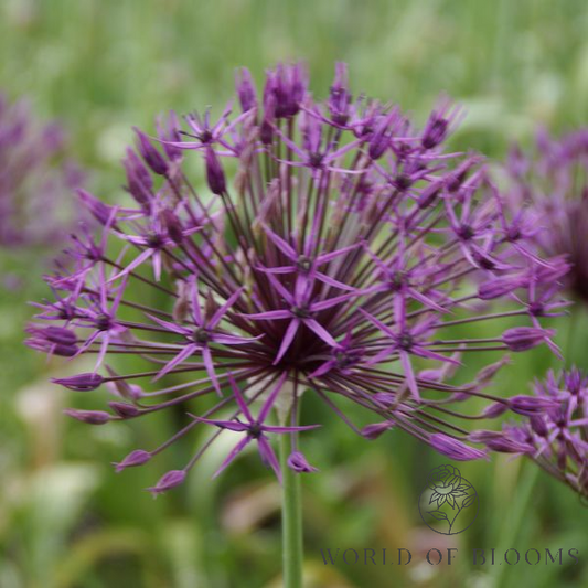 'Purple Rain' Allium