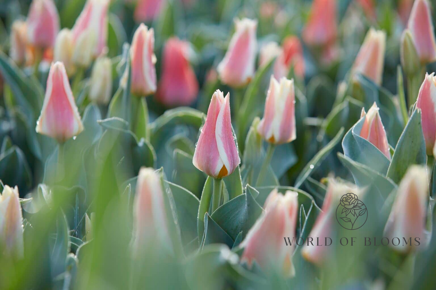 Tulip Greigii 'Quebec'