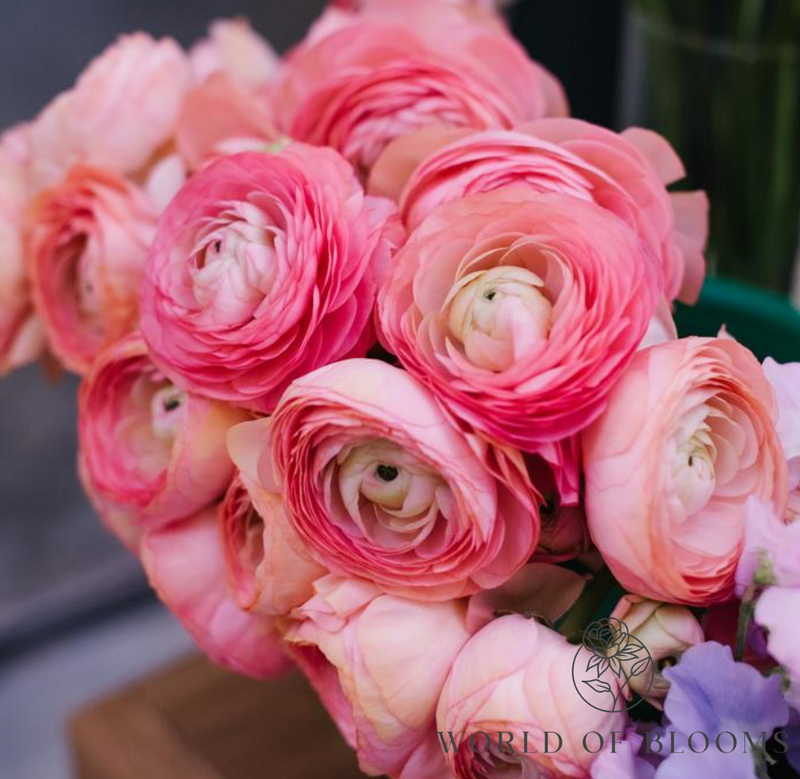 Ranunculus Tecolote® 'Pink'