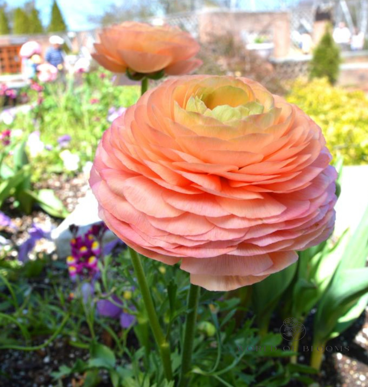 Ranunculus Tecolote® 'Salmon'