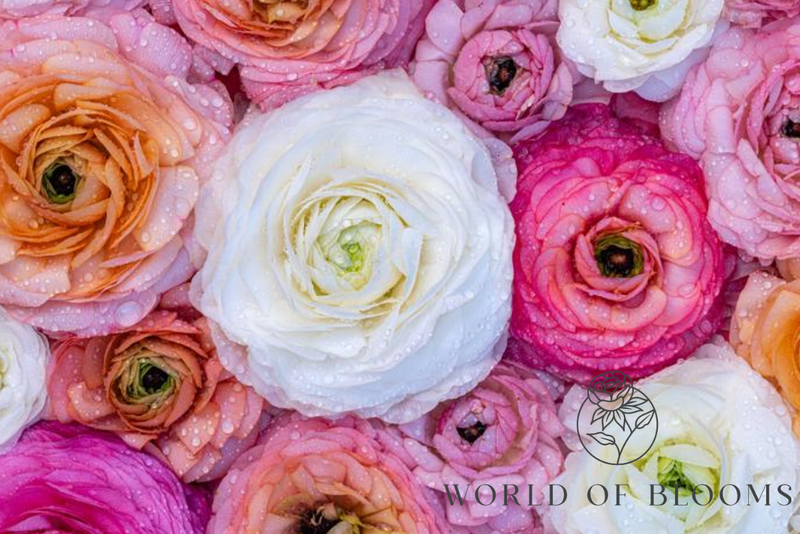 Ranunculus Tecolote® 'Pastel Mixture'