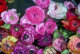 Ranunculus Tecolote® 'Picotee Mixture'