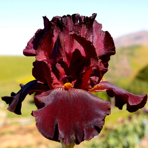 Bearded Iris ‘Red Masterpiece’
