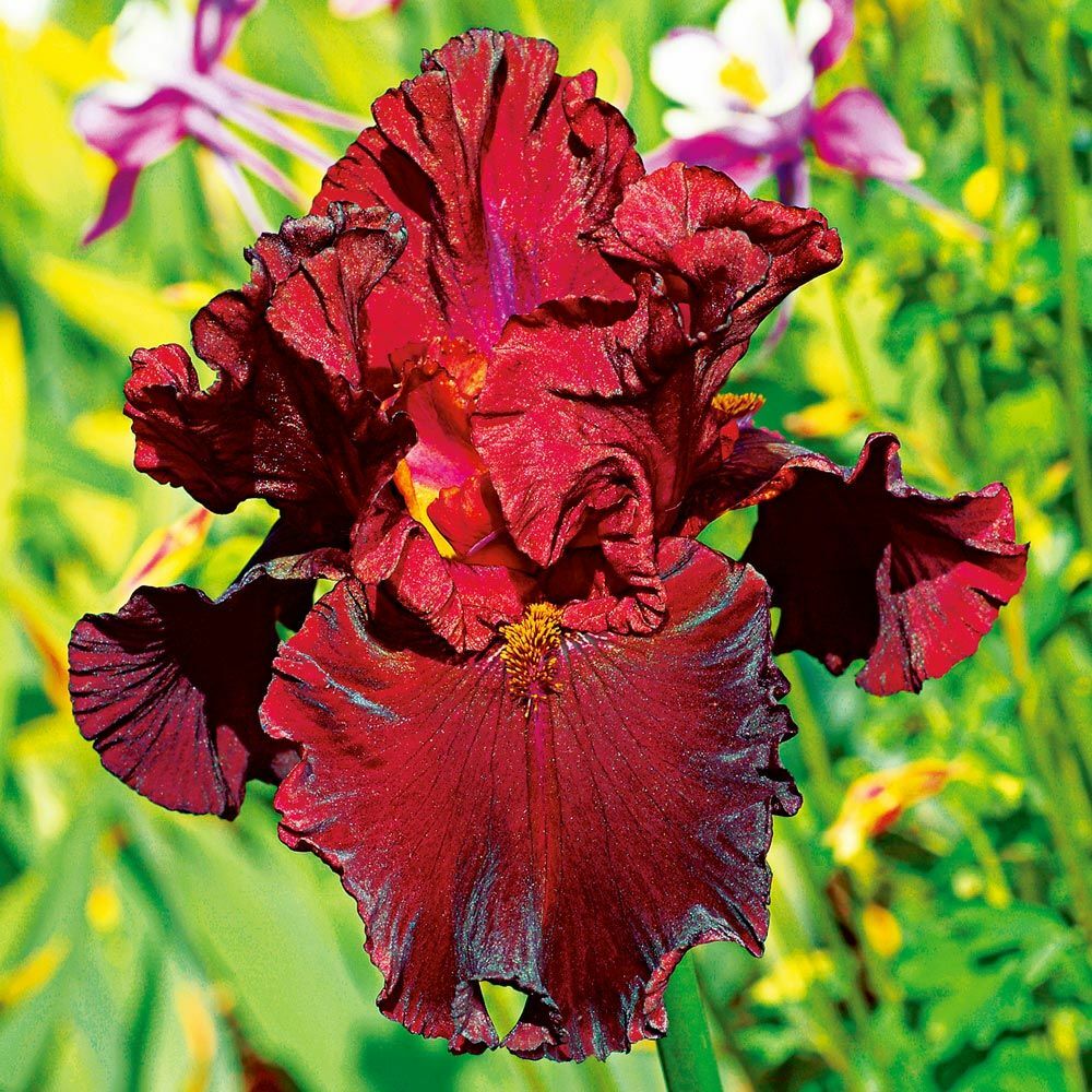 Bearded Iris ‘Red Masterpiece’