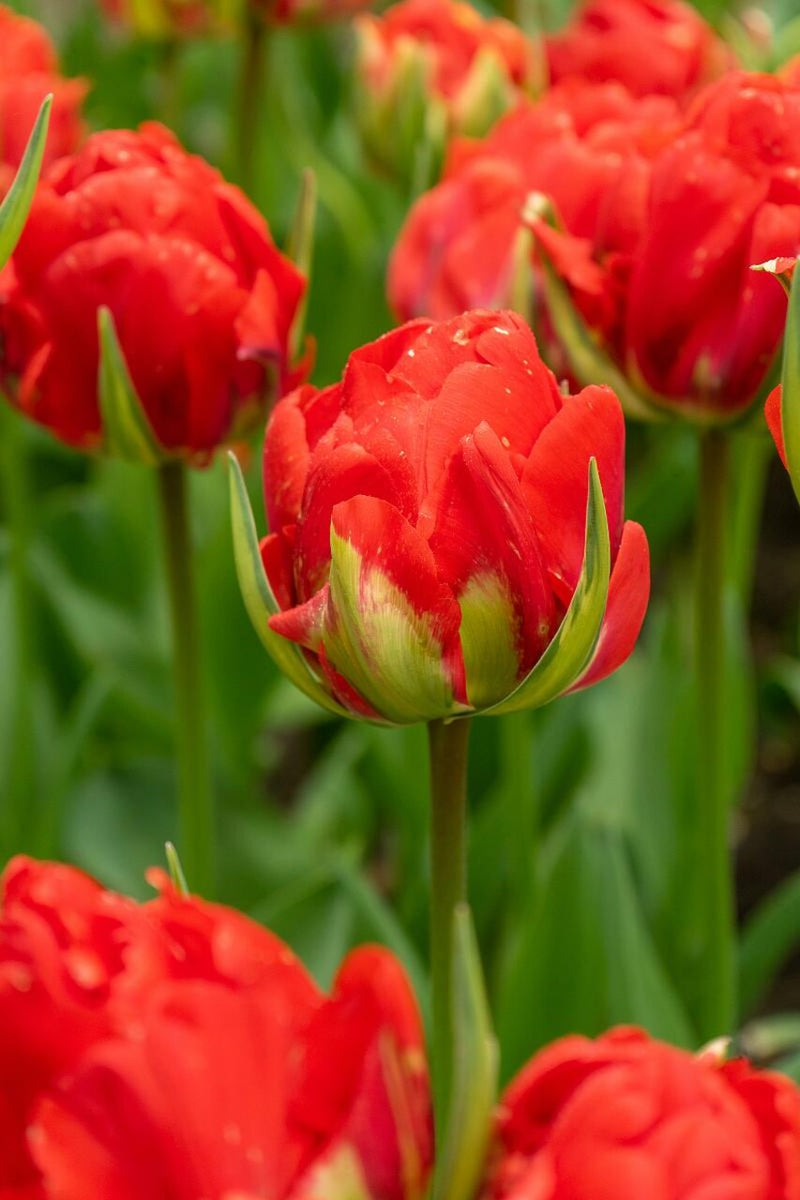 Tulip Double Late 'Red Bono'
