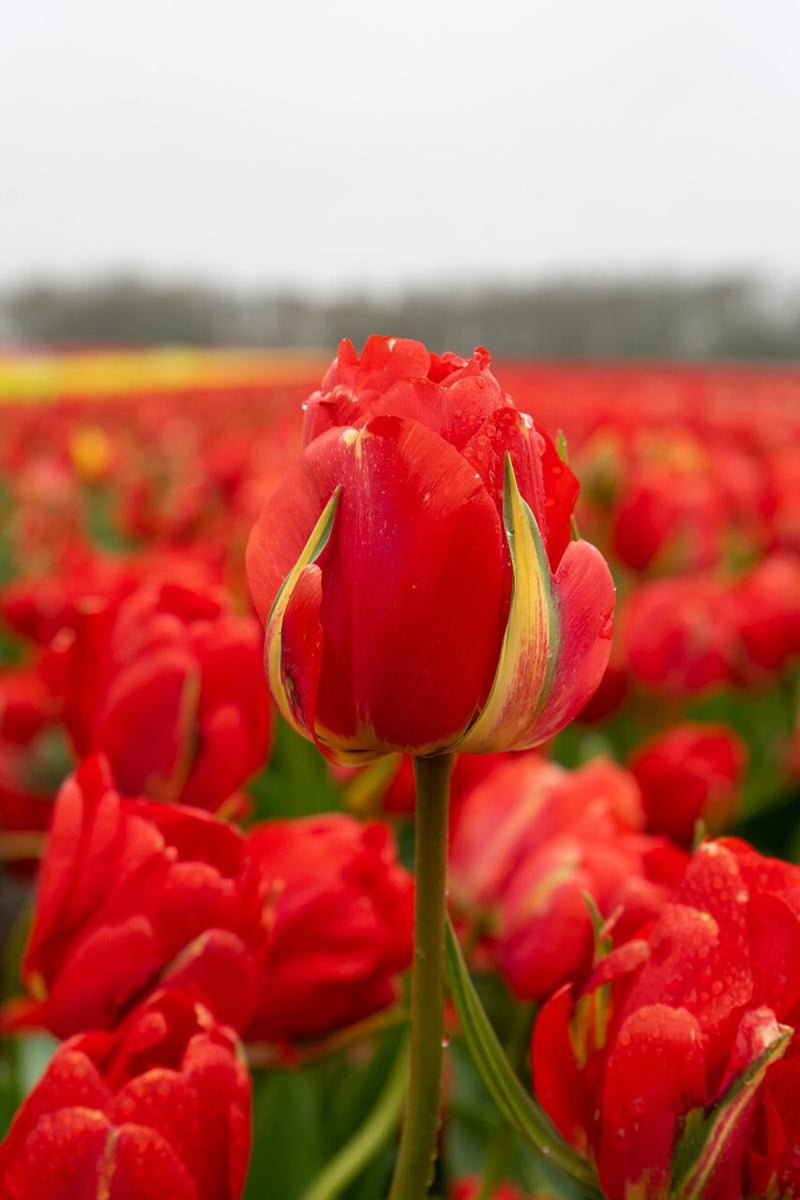 Tulip Double Late 'Red Bono'