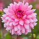 Dahlia Decorative 'Rosella'