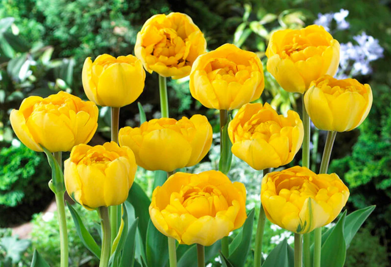 Tulip Double 'Yellow Pomponette'