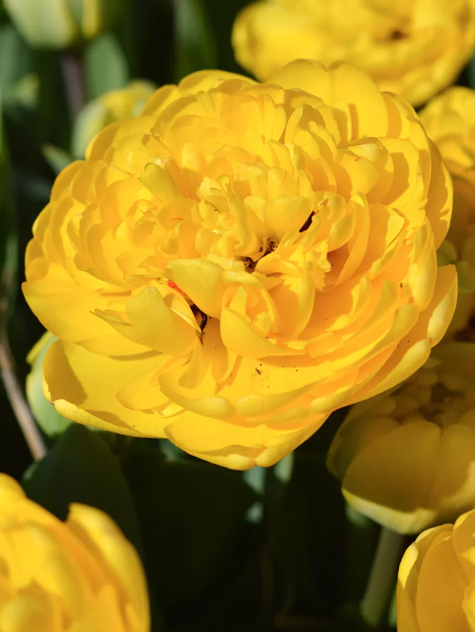 Tulip Double 'Yellow Pomponette'