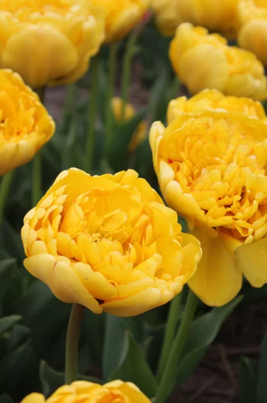 Tulip Double 'Yellow Pomponette'
