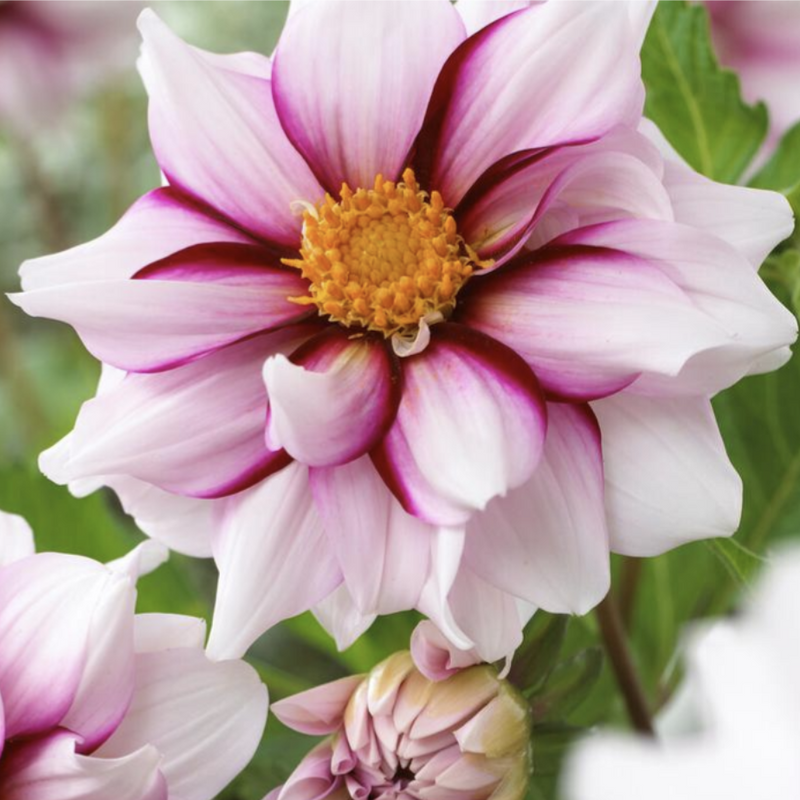 Dahlia Collarette 'Edge of Joy'