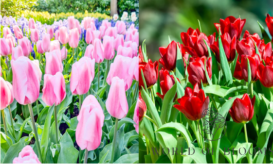 Tulip 'Pallada and Synaeda Amor' Mix