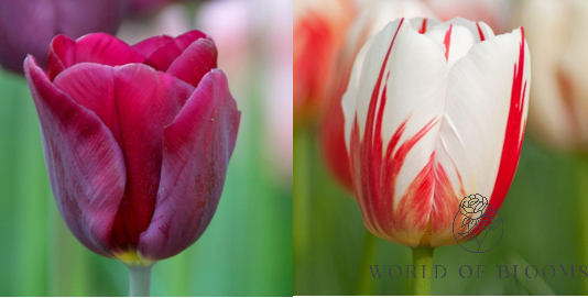 Tulip 'Purple Lady' and 'Carnaval De Rio' Mix