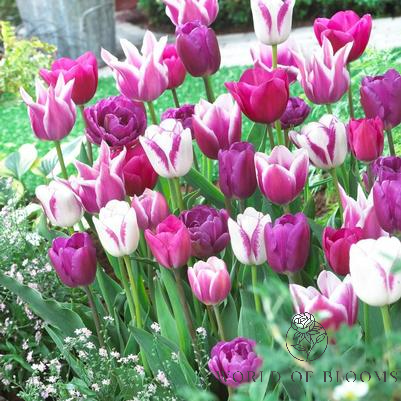 Tulip 'Blue Ribbon Mixture'