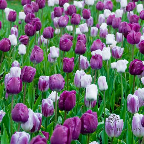 Tulip 'Blue Ribbon Mixture'