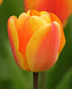 Tulip Oxford's Elite