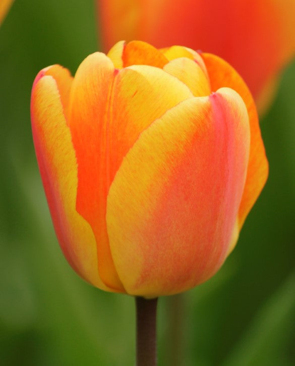 Tulip Oxford's Elite