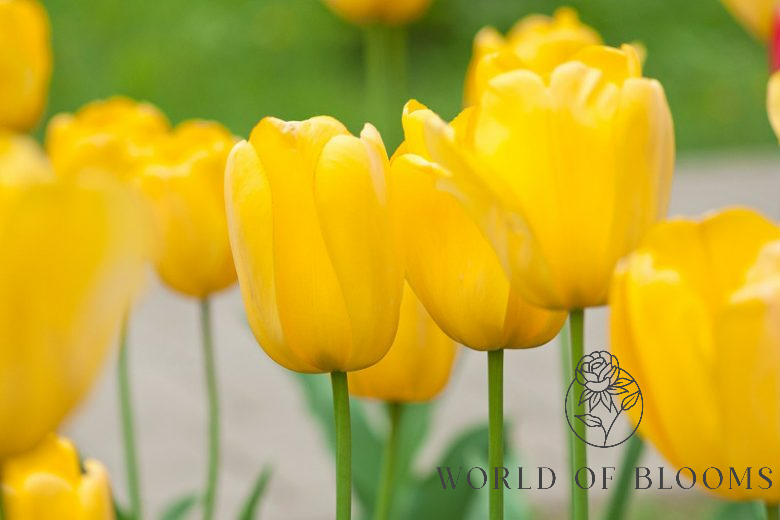 Tulip Darwin Hybrid 'Golden Parade'