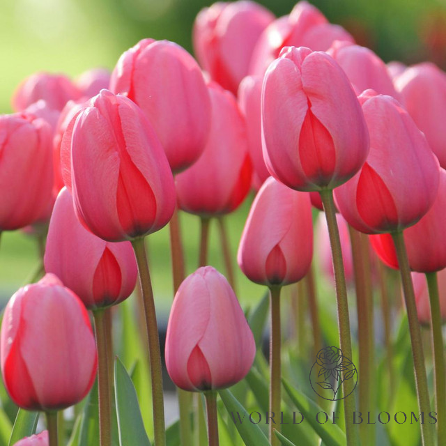 Tulip Darwin Hybrid 'Pink Impression'