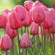 Tulip Darwin Hybrid 'Pink Impression'