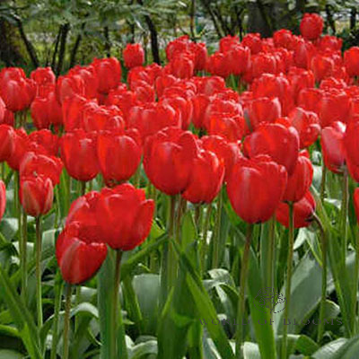 Tulip Darwin Hybrid 'Red Impression'