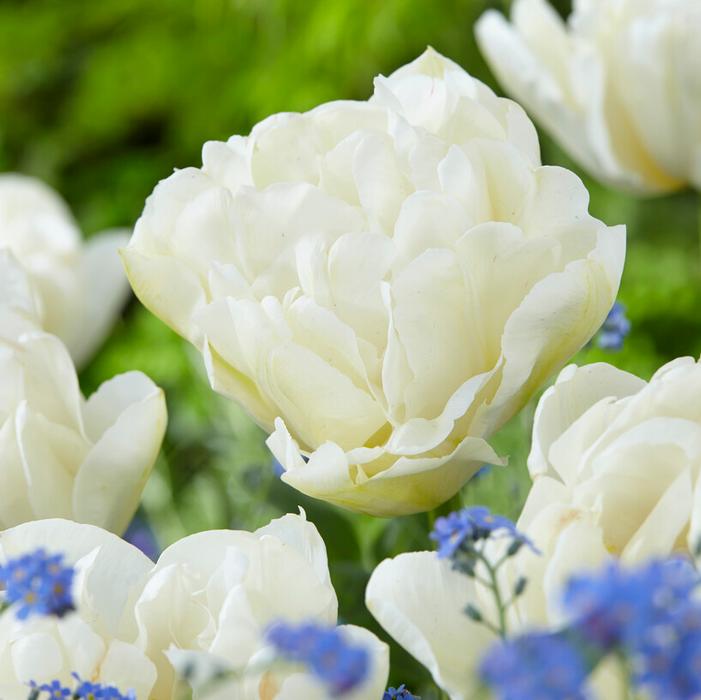 Tulip Double Early 'Northcap'