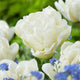 Tulip Double Early 'Northcap'