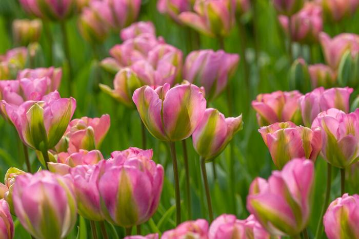 Tulip Double Late 'Greenland'