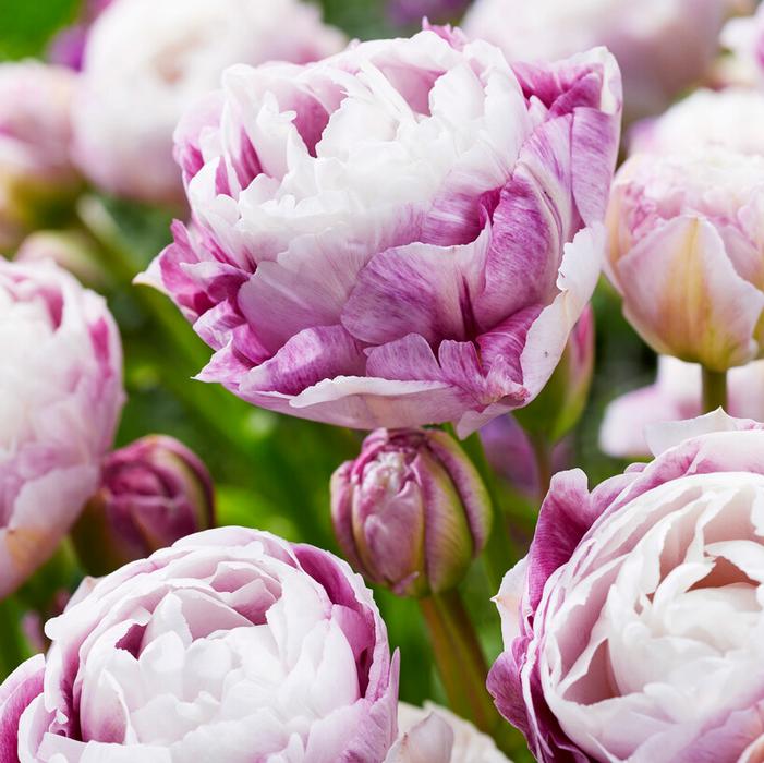 Tulip Double Late 'Double Surprise'