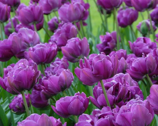 Tulip Double Late 'Negrita'