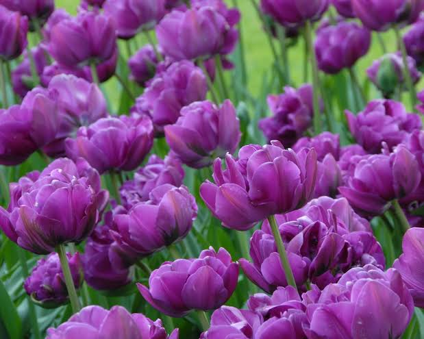 Tulip Double Late 'Negrita'