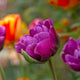 Tulip Double Late 'Negrita'