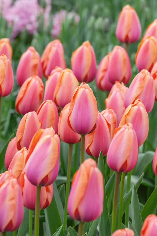 Tulip Darwin Hybrid 'Apricot Impression'