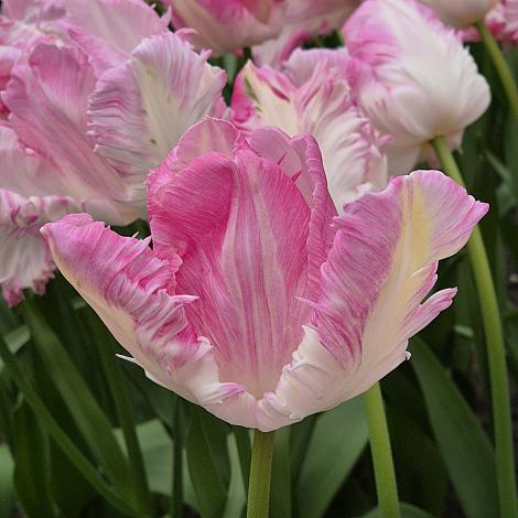 Tulip Parrot 'Cabanna'