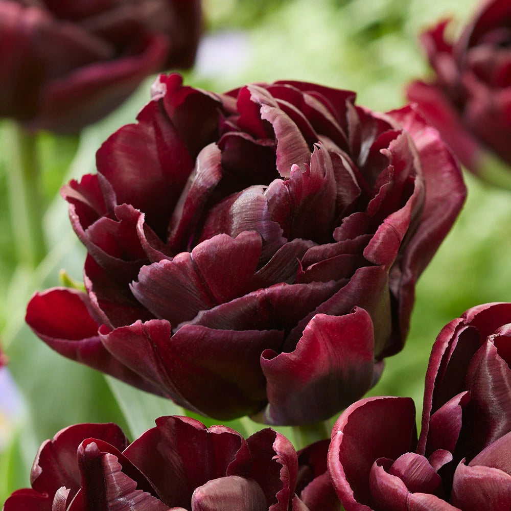 Tulip Double Late 'Canyon'
